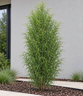 Frangula alnus ‘Ron Williams’